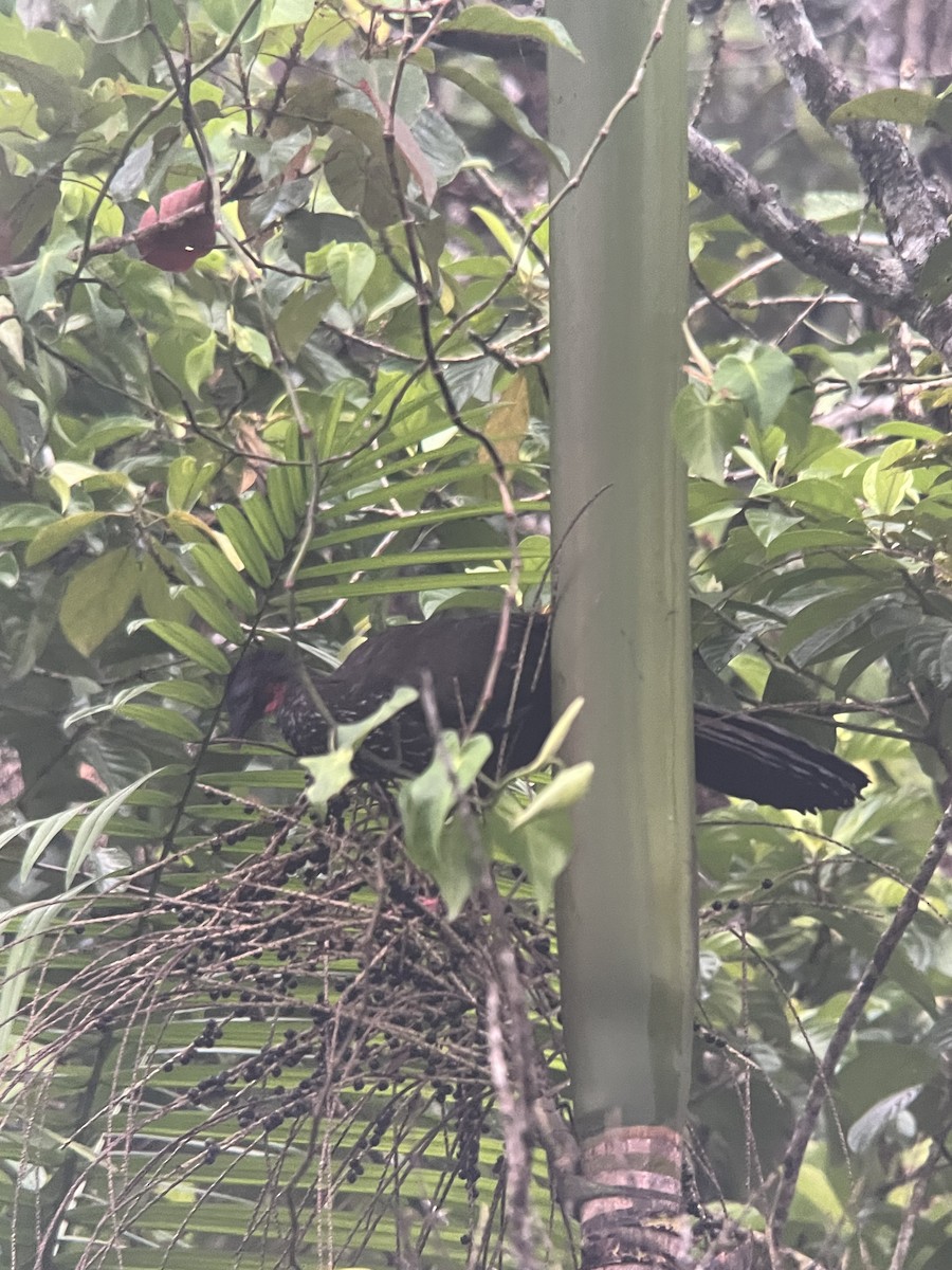 Crested Guan - Rogers "Caribbean Naturalist" Morales