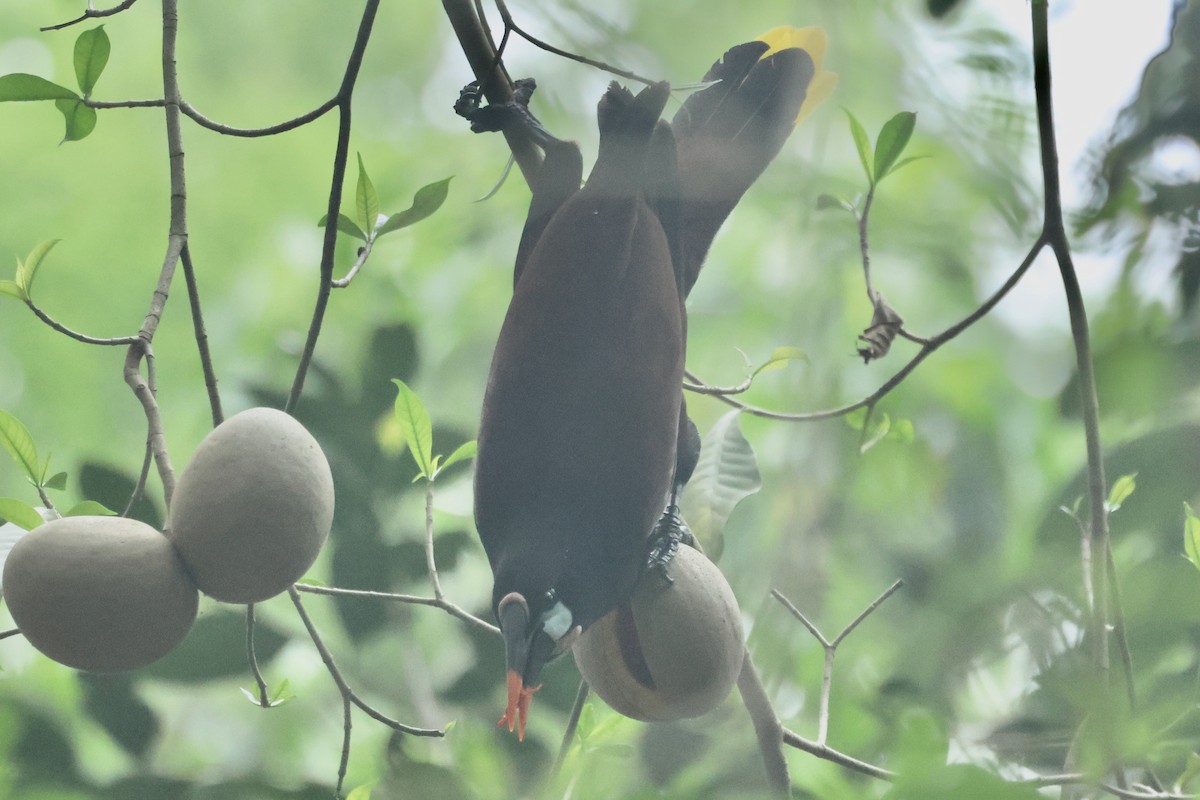 Montezuma Oropendola - ML617138307