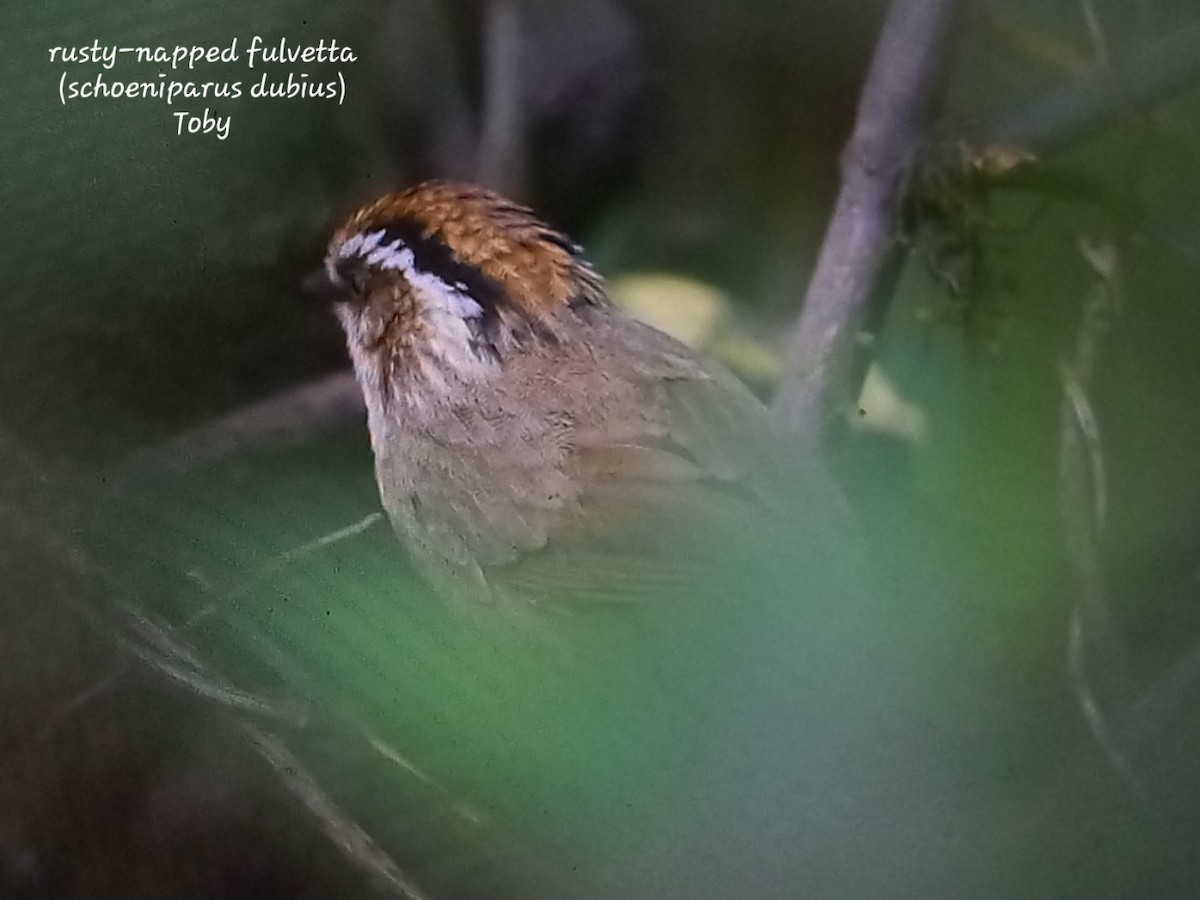 Rusty-capped Fulvetta - ML617138310