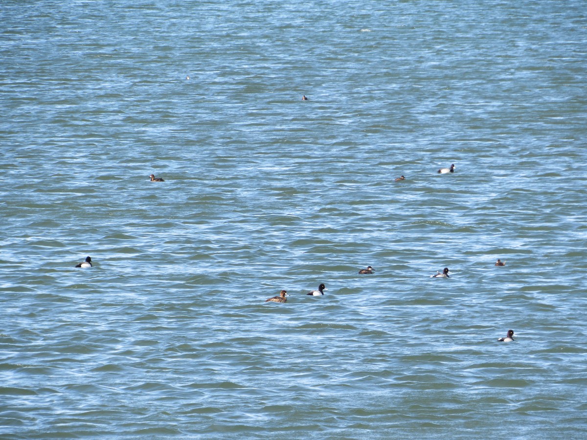 Lesser Scaup - Emileah Curtis