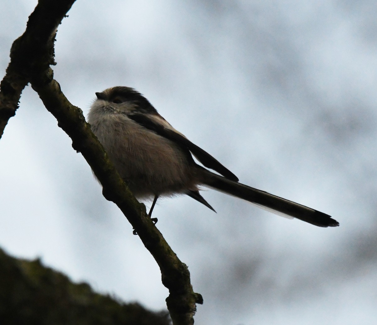 Long-tailed Tit (europaeus Group) - ML617138347