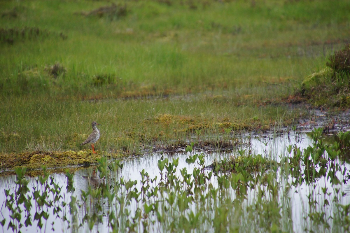 Common Redshank - ML617138364