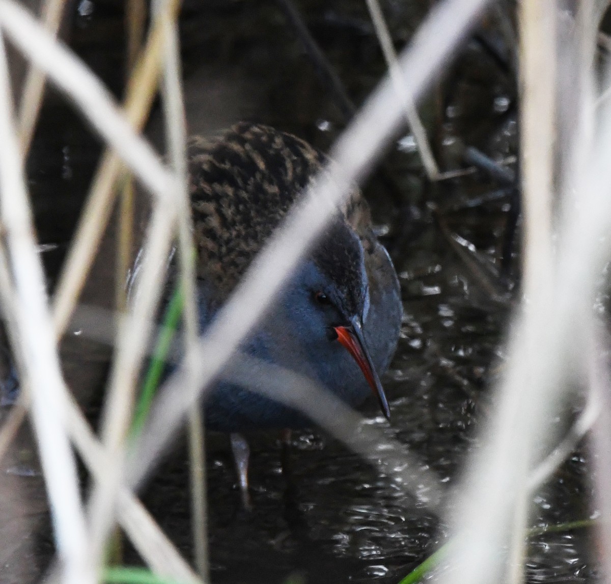 Water Rail - A Emmerson