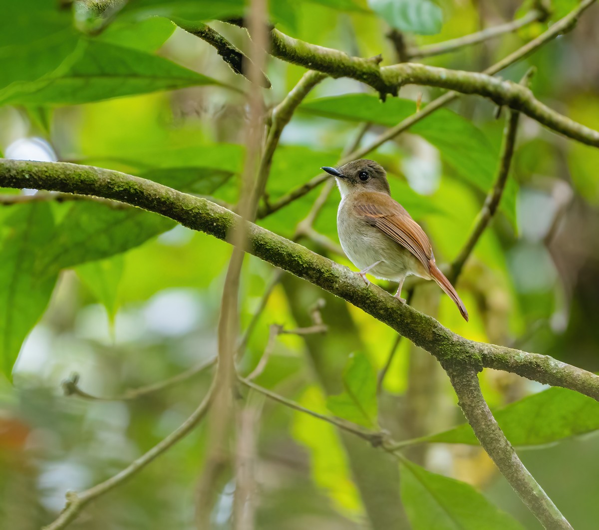 Crocker Jungle Flycatcher - Wilbur Goh