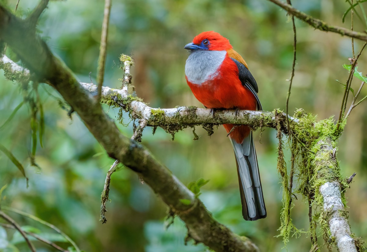 Whitehead's Trogon - Wilbur Goh