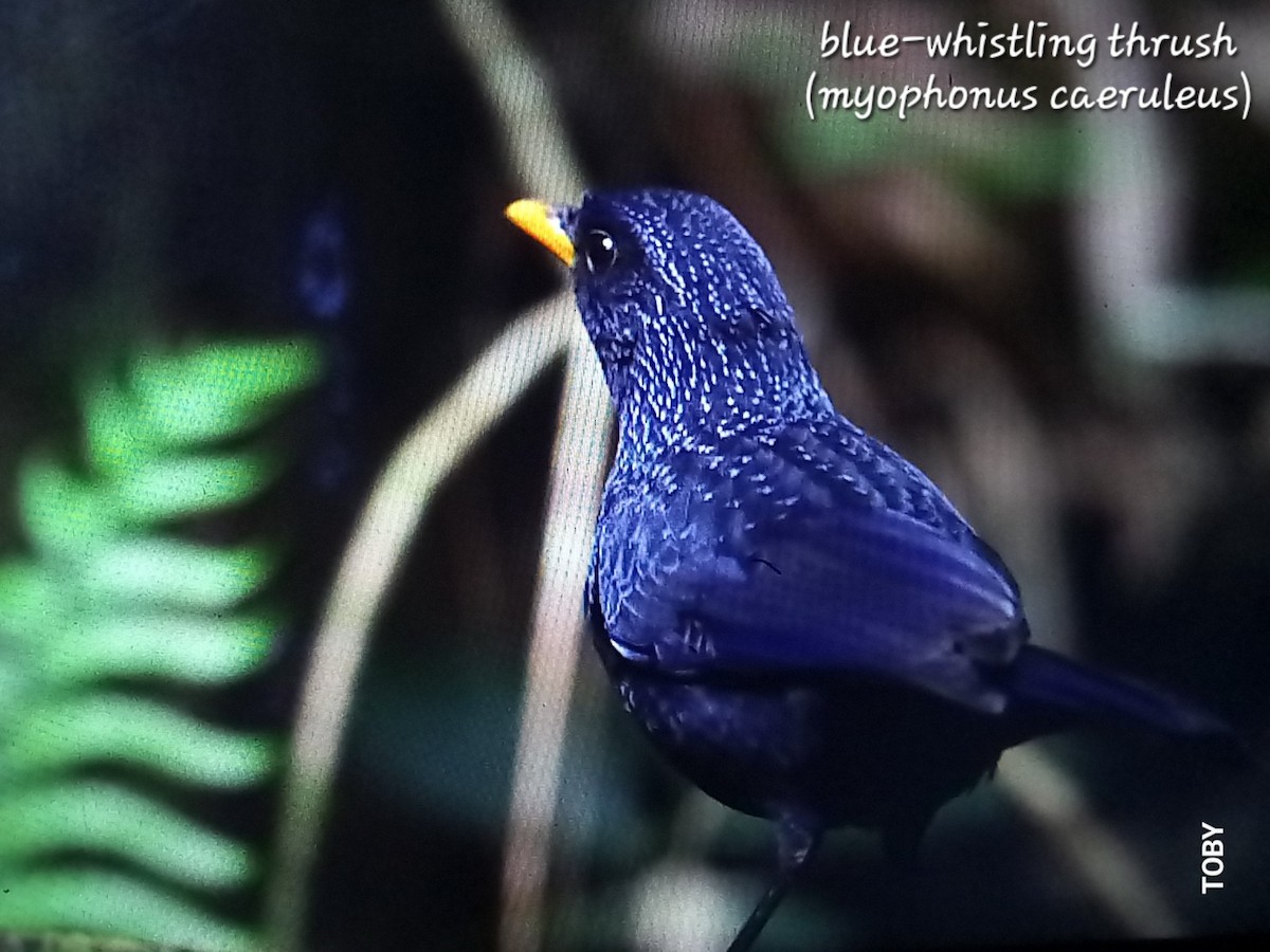 Blue Whistling-Thrush - ML617138467