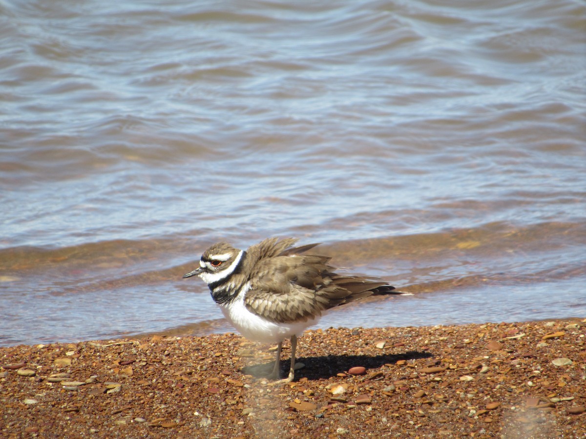 Killdeer - Emileah Curtis