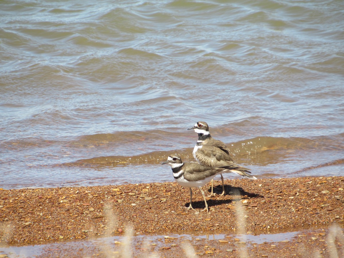 Killdeer - ML617138479