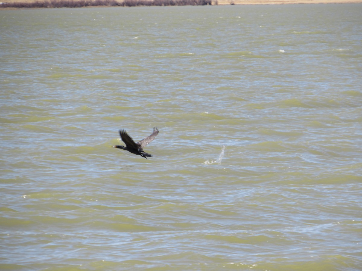 Double-crested Cormorant - ML617138496