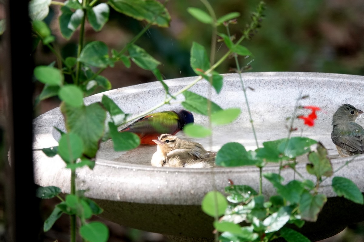 Worm-eating Warbler - Vicki Rogerson