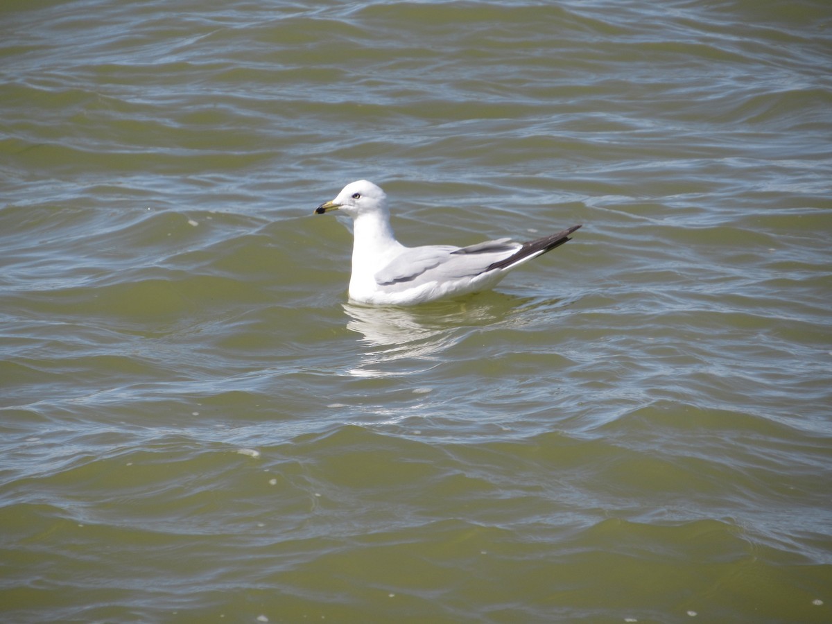 Ring-billed Gull - ML617138504