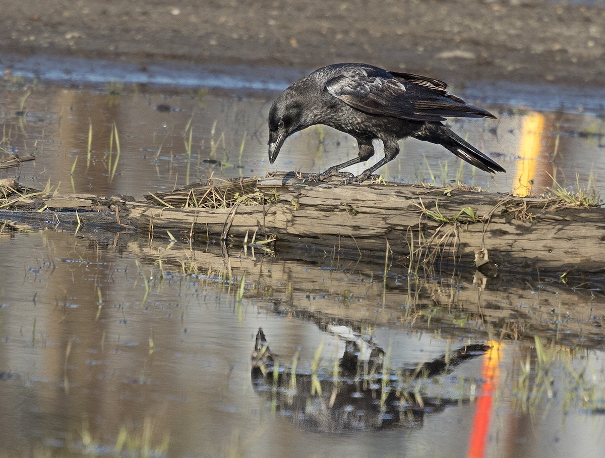 American Crow - ML617138511