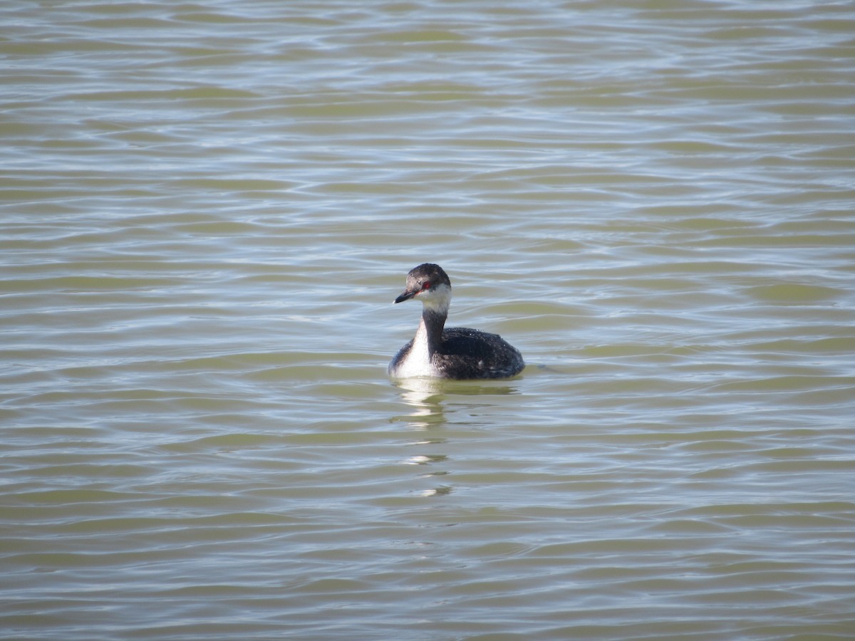 Horned Grebe - ML617138520