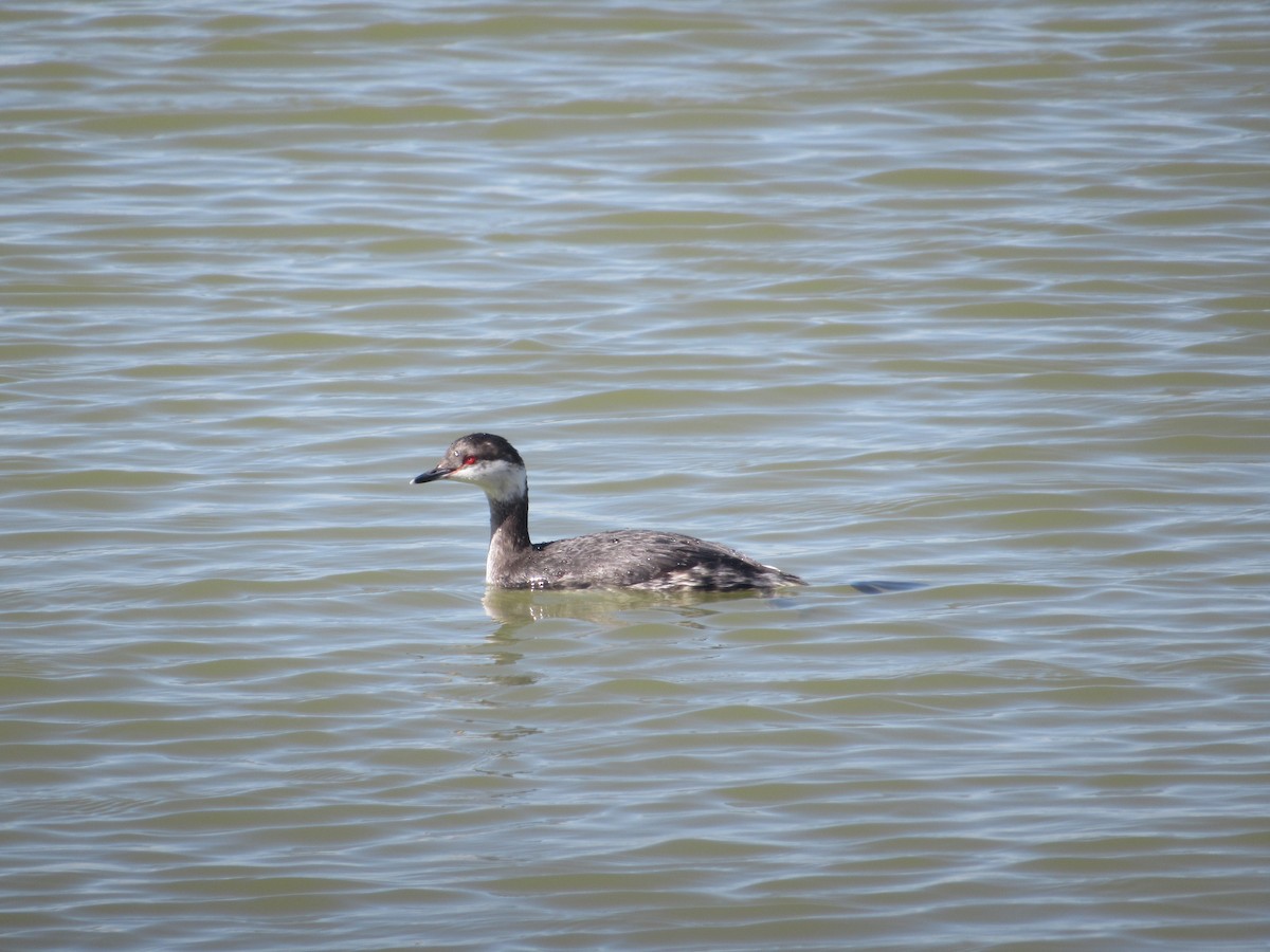 Horned Grebe - ML617138521