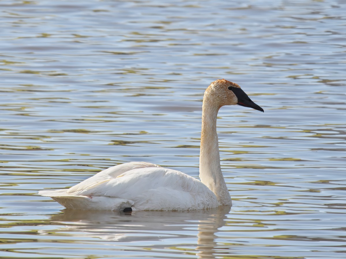 Trumpeter Swan - Gavin Edmondstone