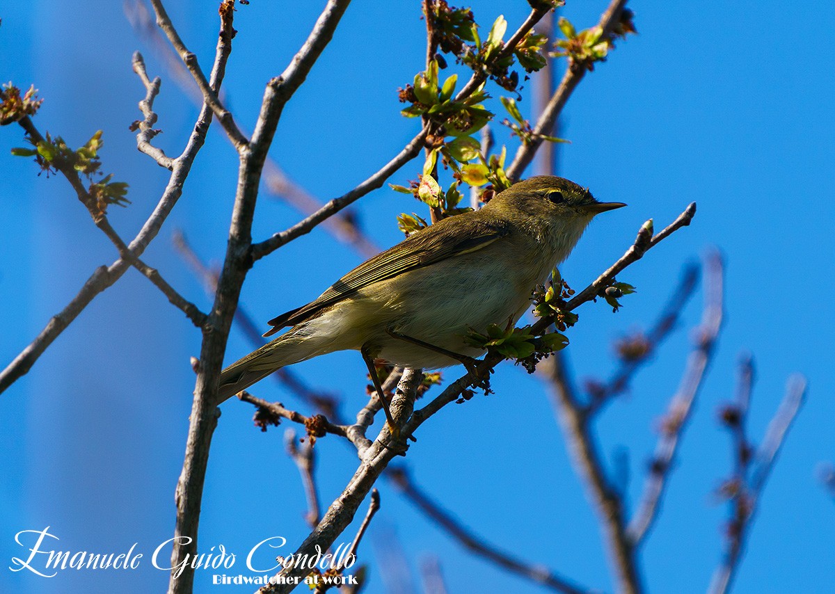 Willow Warbler - ML617138558