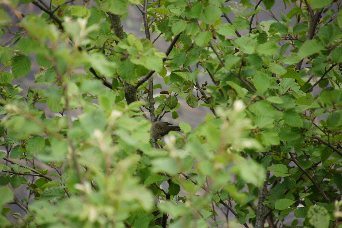 Eurasian Blue Tit - ML617138561