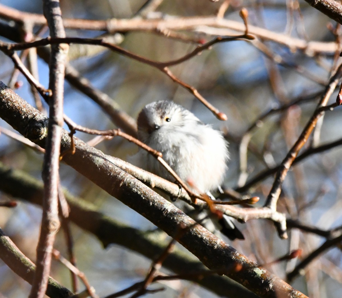 Long-tailed Tit (europaeus Group) - ML617138573