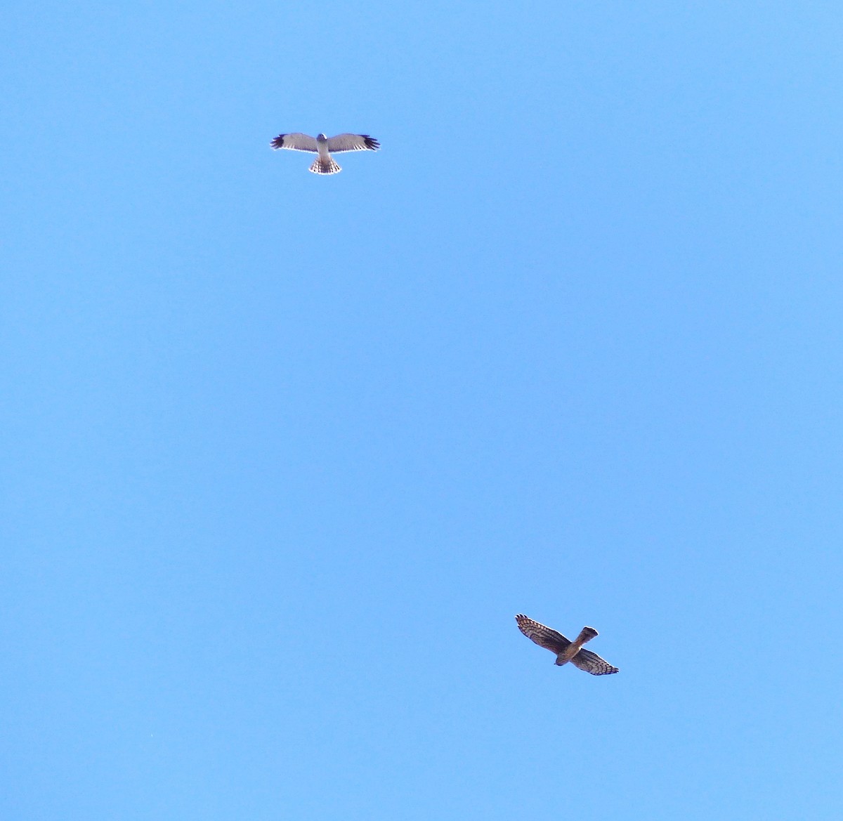 Northern Harrier - ML617138700