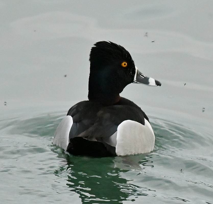 Ring-necked Duck - Regis Fortin