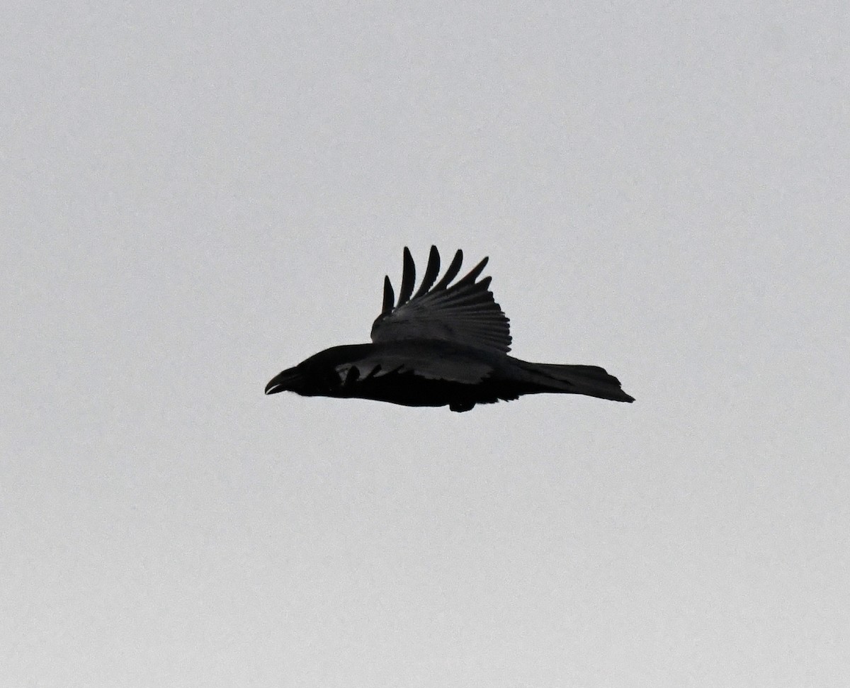 Common Raven - A Emmerson
