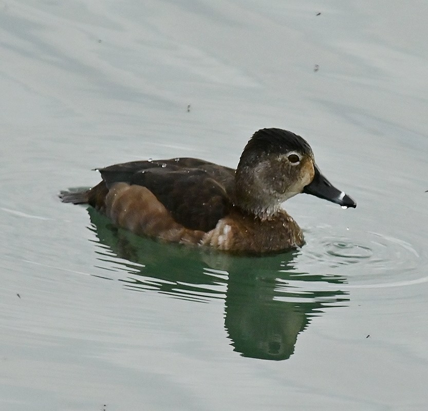 Ring-necked Duck - Regis Fortin