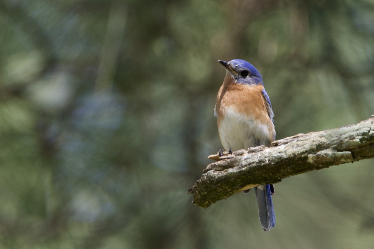 Eastern Bluebird - ML617138780