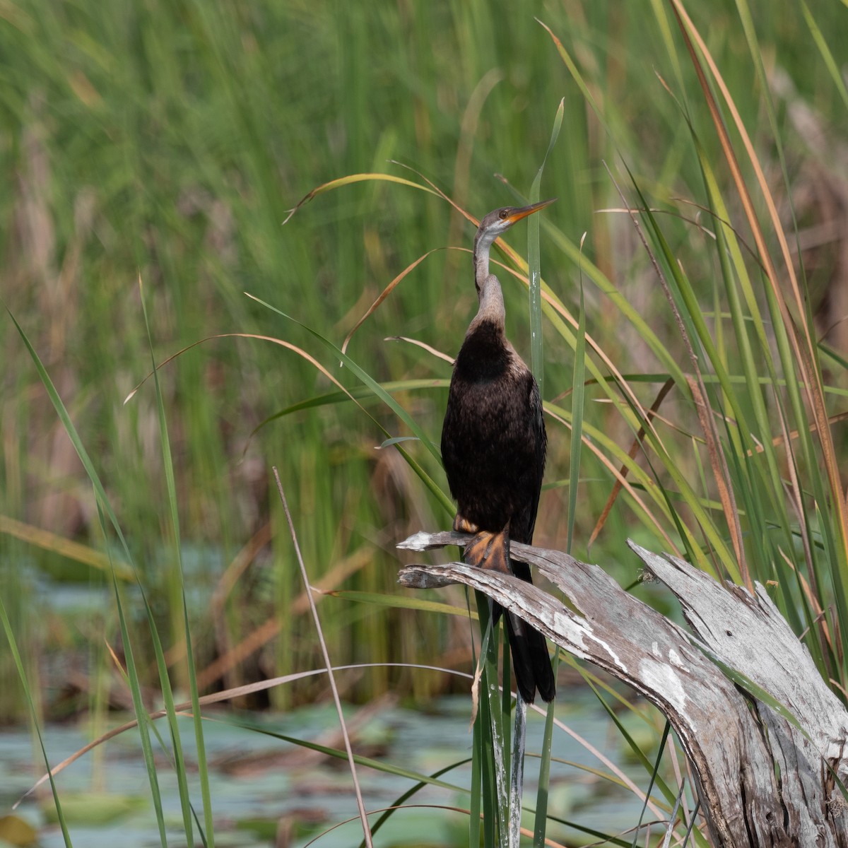 Anhinga roux - ML617138783