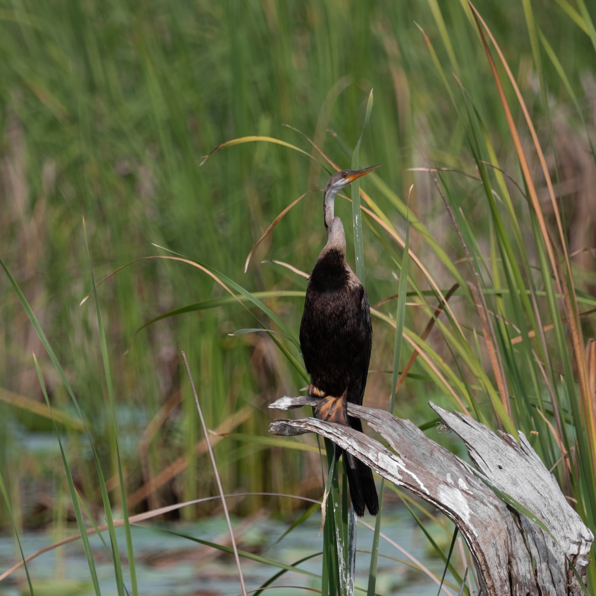 Anhinga Asiática - ML617138785