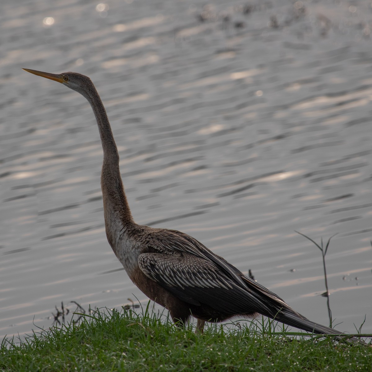 Orient-Schlangenhalsvogel - ML617138786