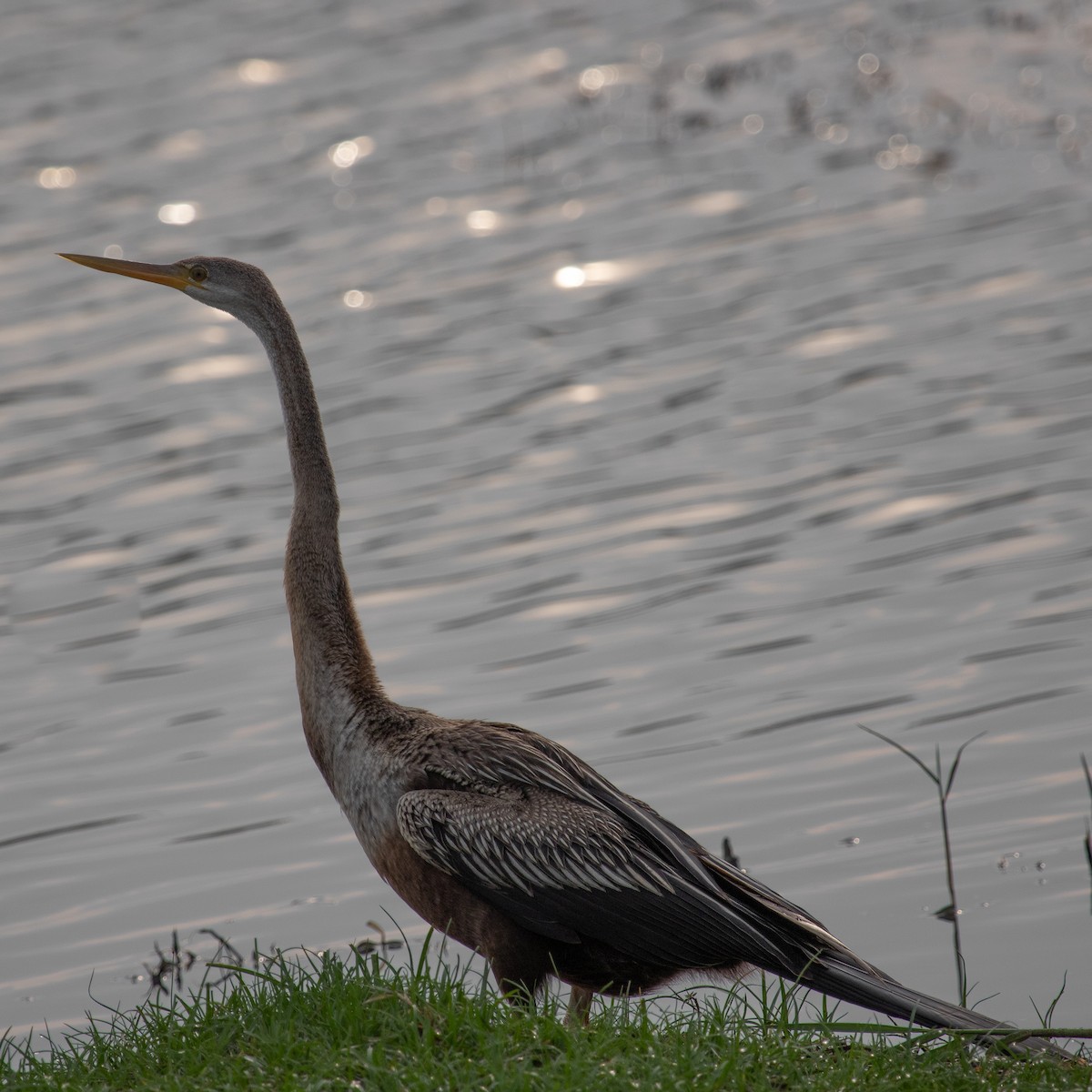 Anhinga Asiática - ML617138787