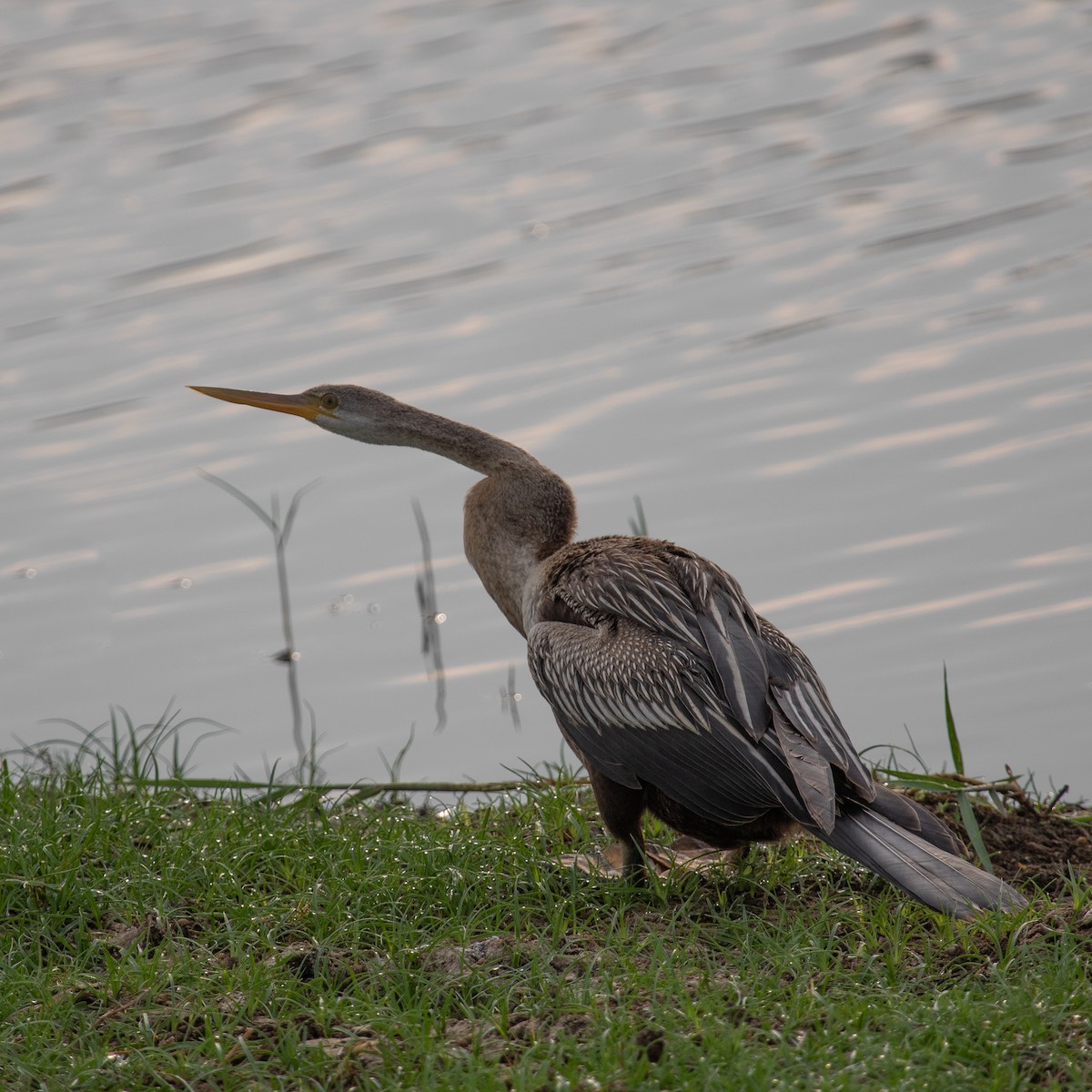 Oriental Darter - ML617138789