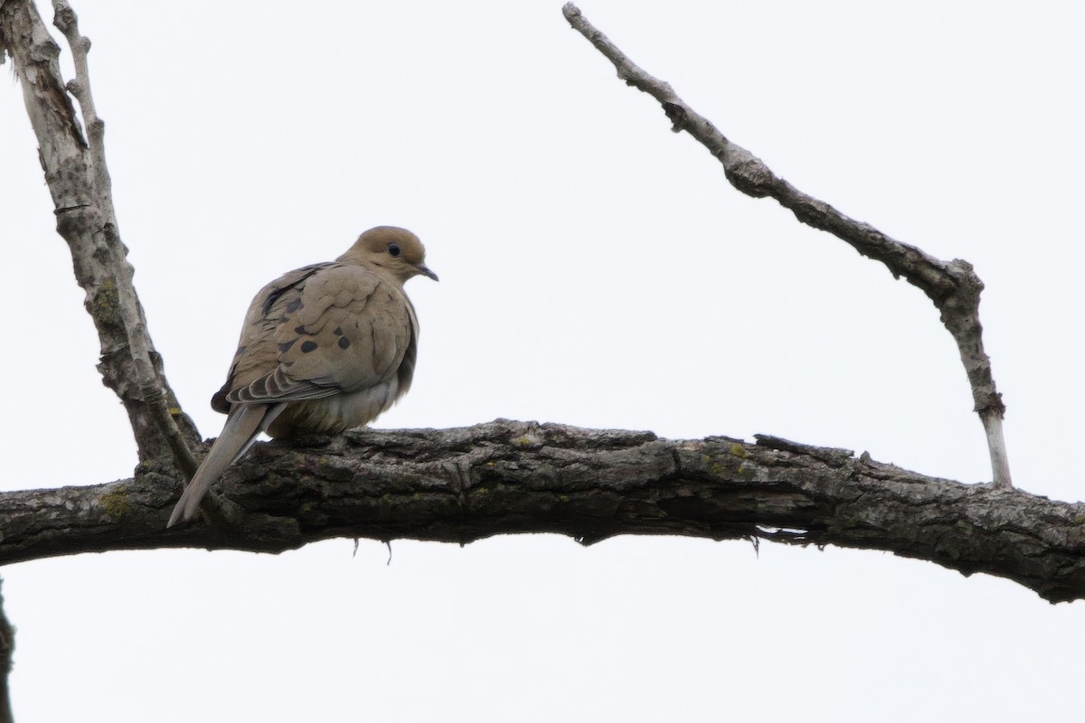 Mourning Dove - ML617138813