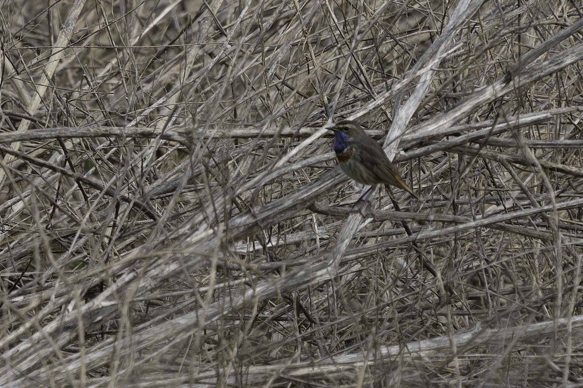 Bluethroat - Holger Schneider