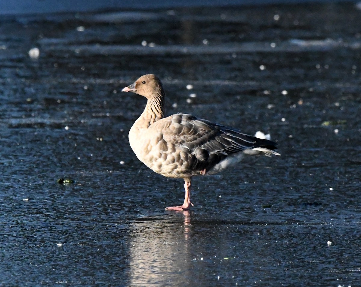 Pink-footed Goose - A Emmerson