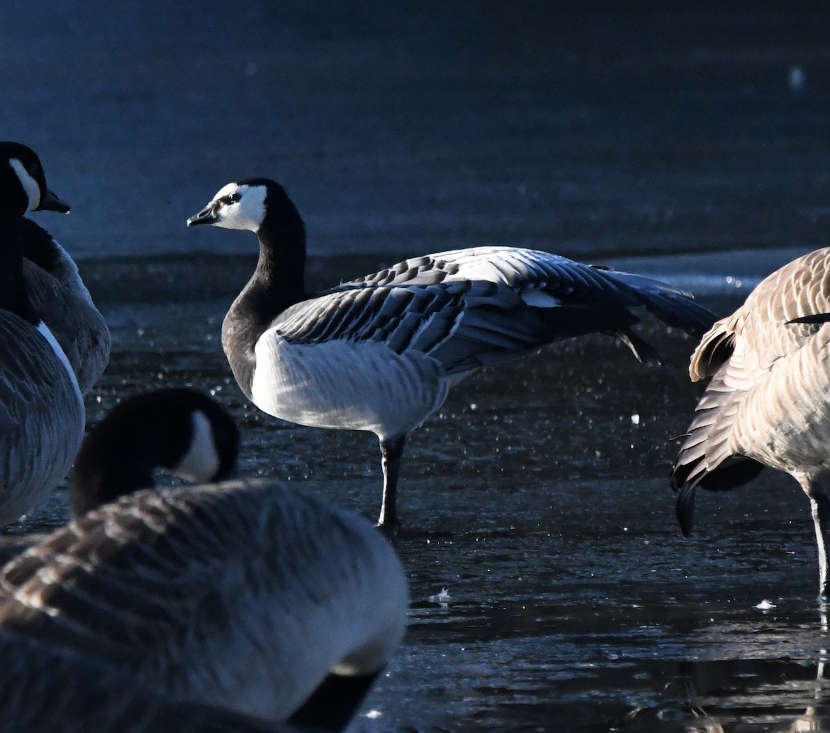 Barnacle Goose - A Emmerson