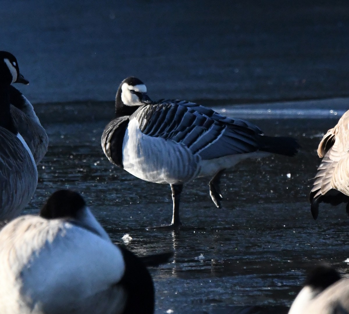 Barnacle Goose - A Emmerson