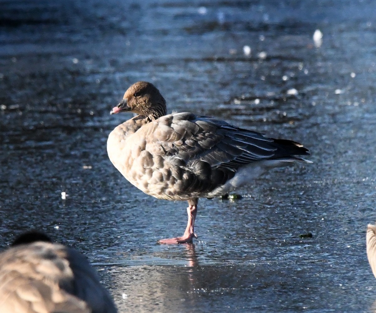 Pink-footed Goose - A Emmerson