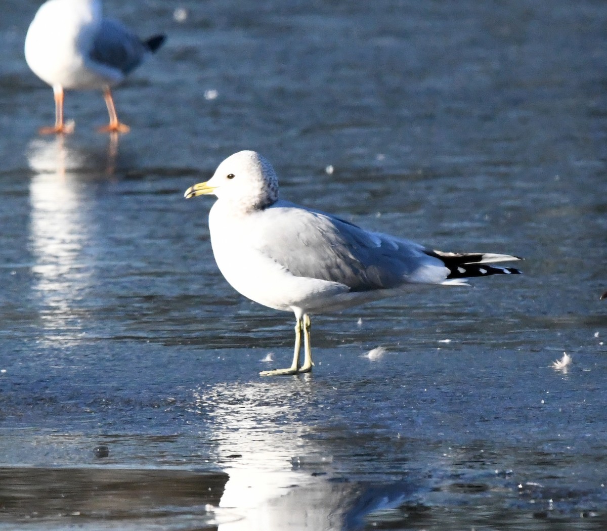 カモメ（canus） - ML617139034