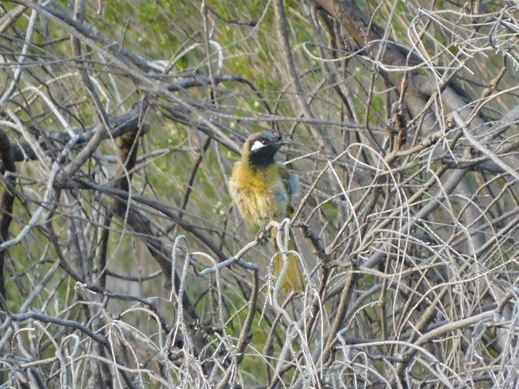 White-eared Honeyeater - Jordan Webber