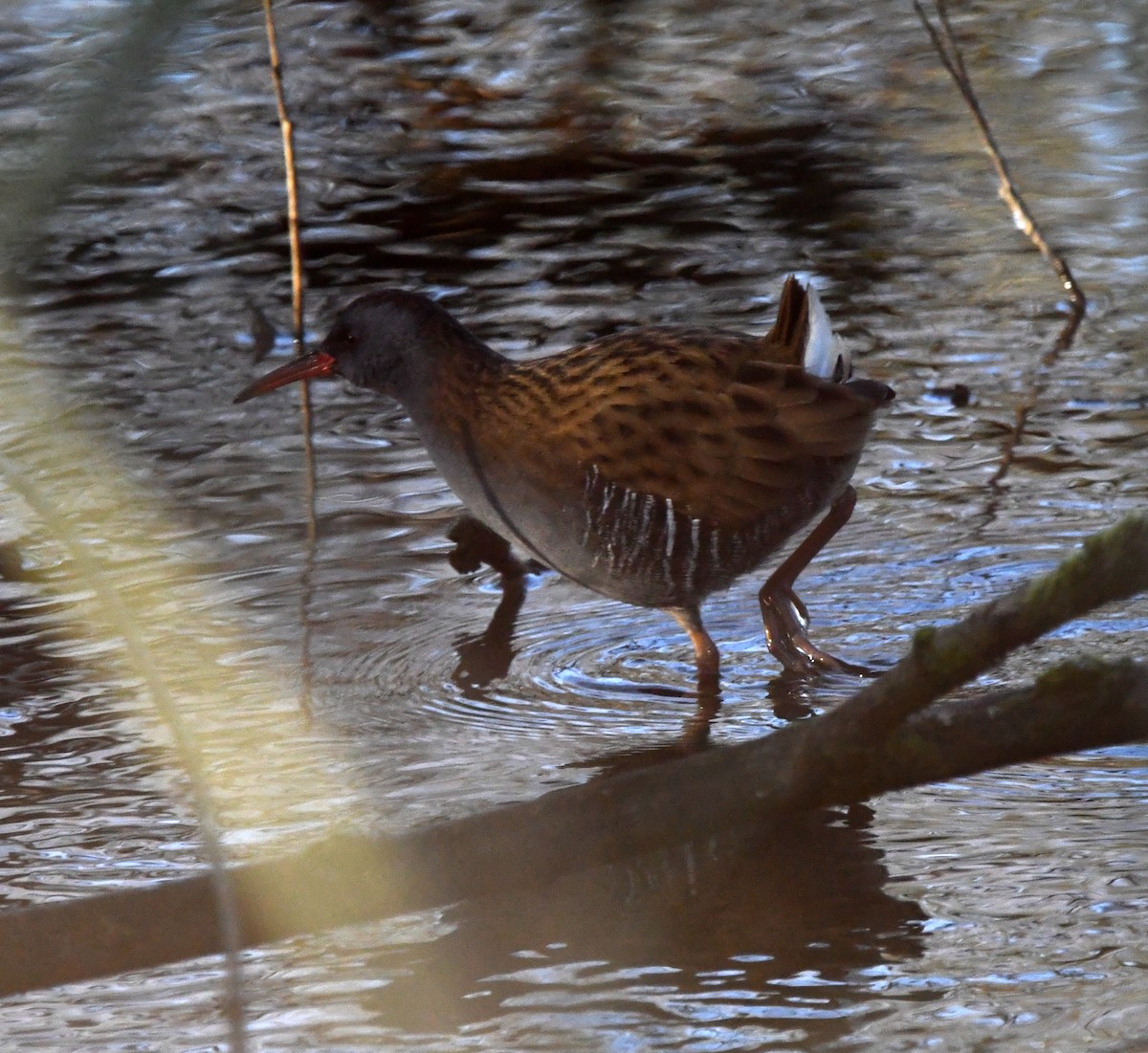 Water Rail - A Emmerson