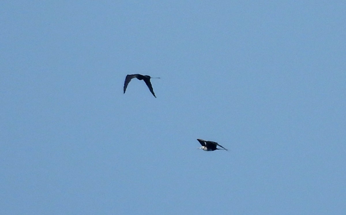 Magnificent Frigatebird - ML617139053