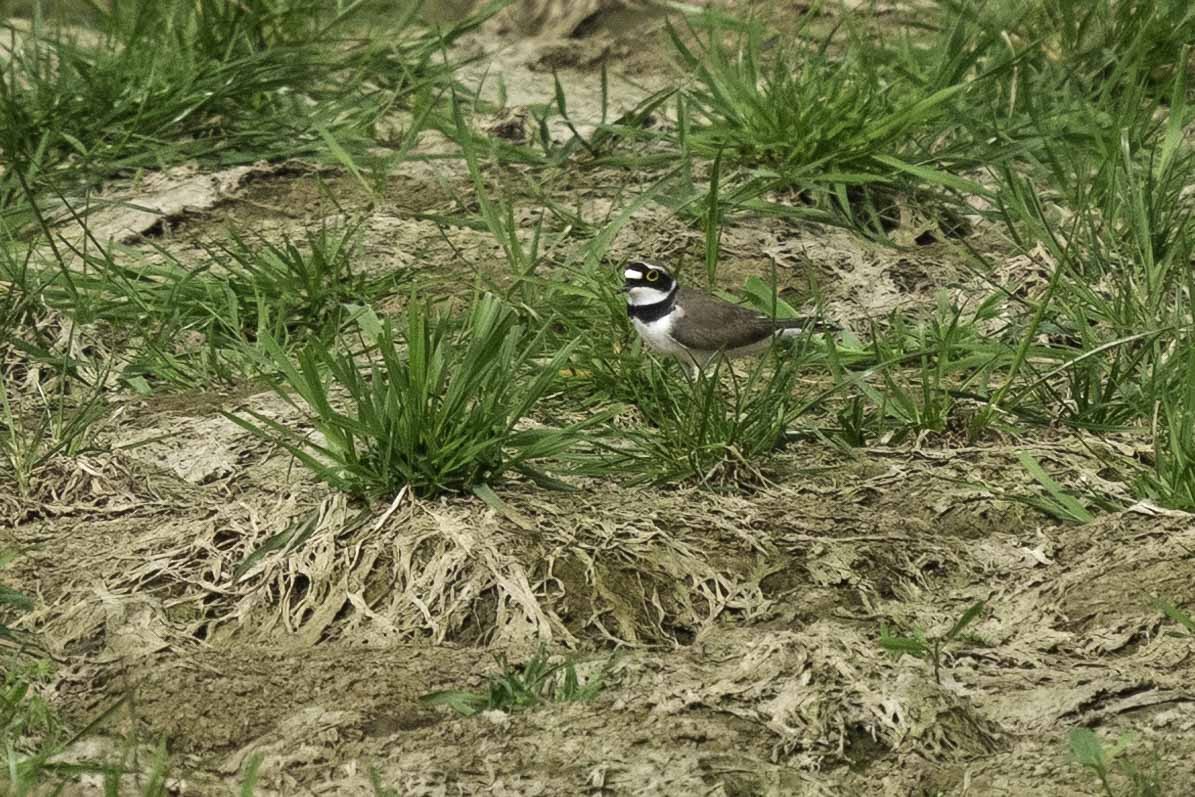 Little Ringed Plover - ML617139062