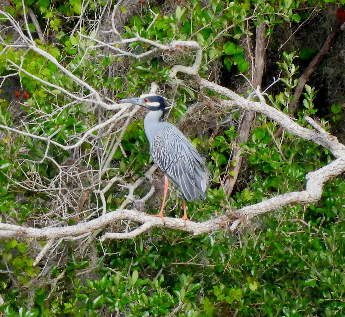 Yellow-crowned Night Heron - ML617139066