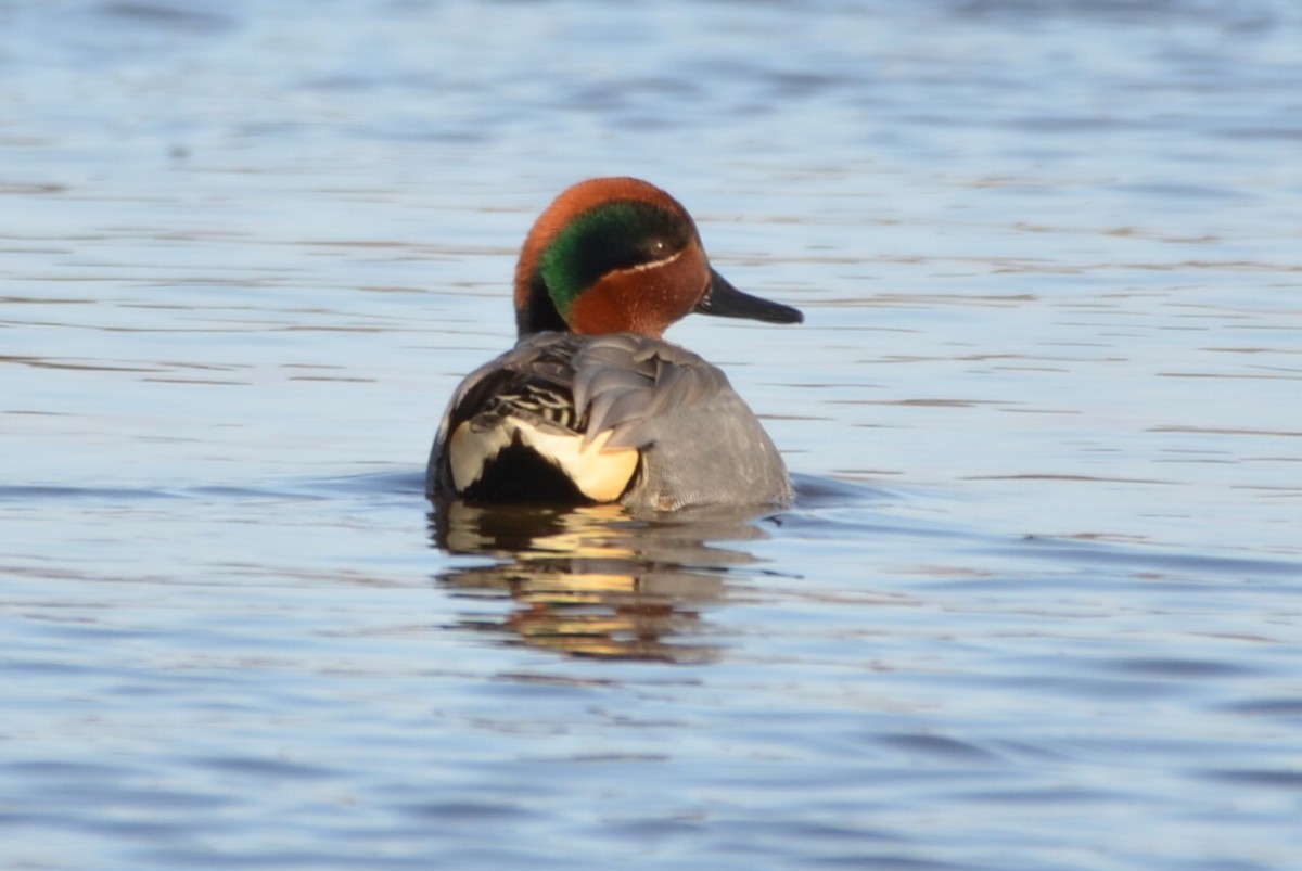 Green-winged Teal - ML617139079