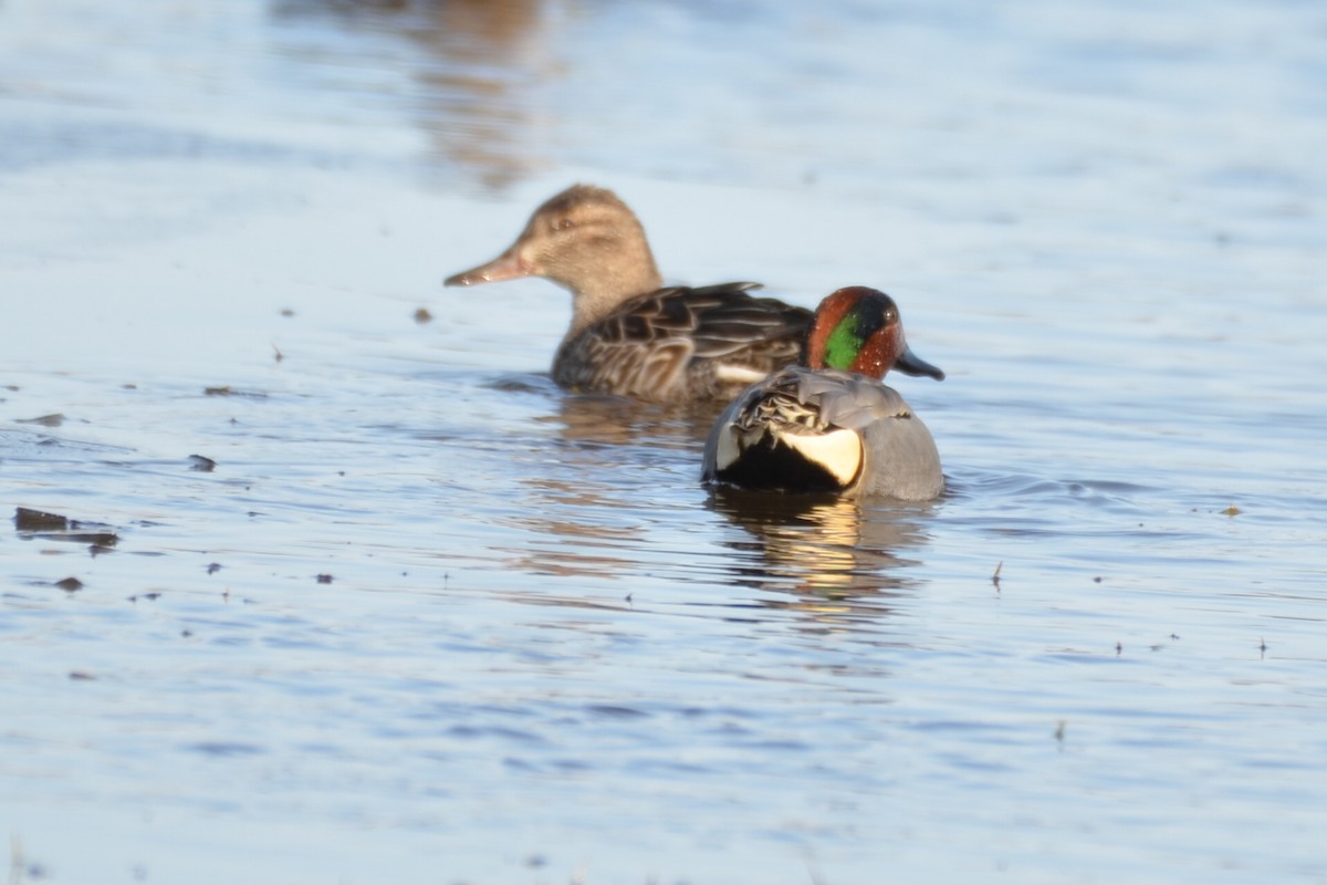Green-winged Teal - ML617139080