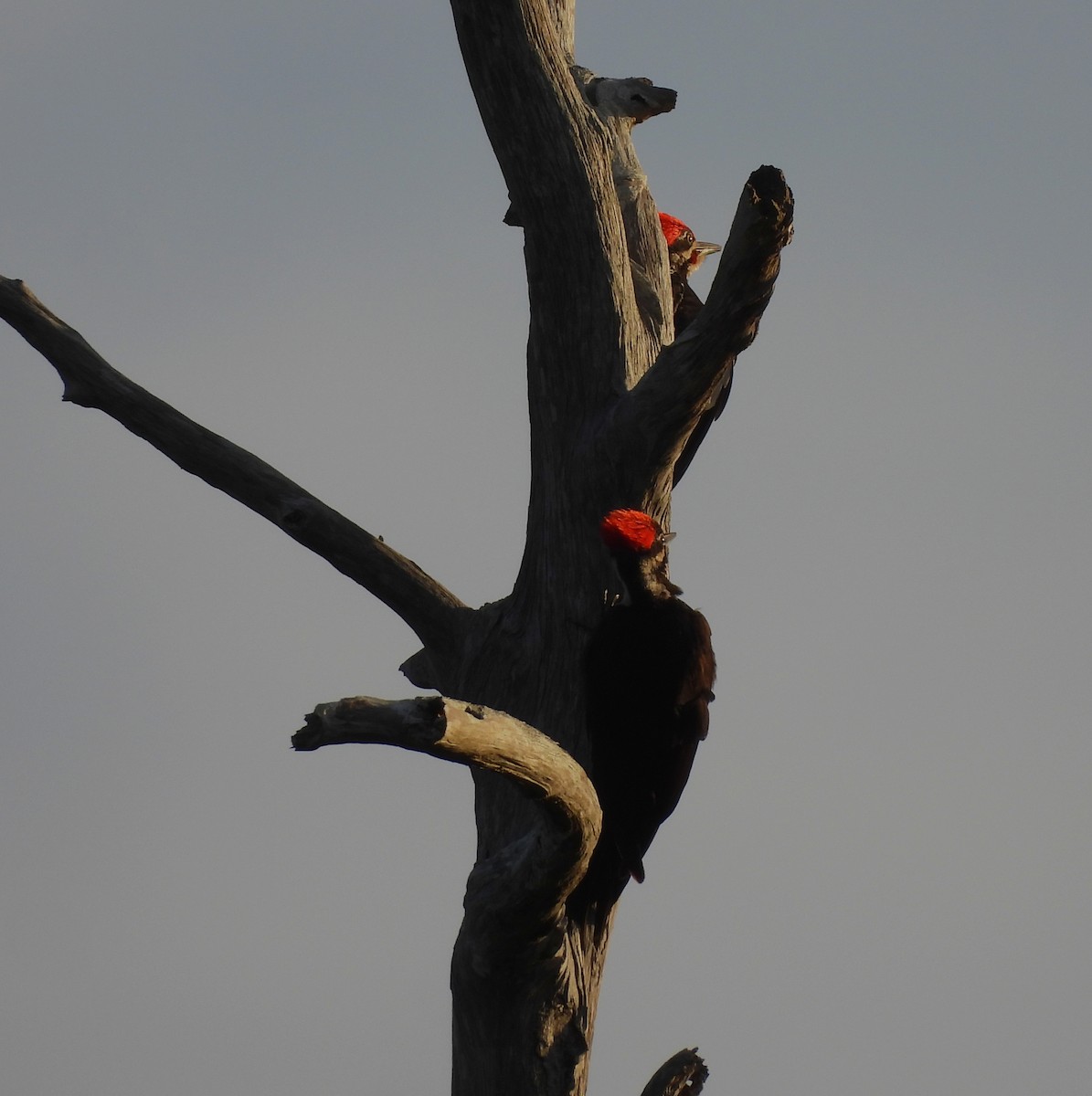 Pileated Woodpecker - ML617139087