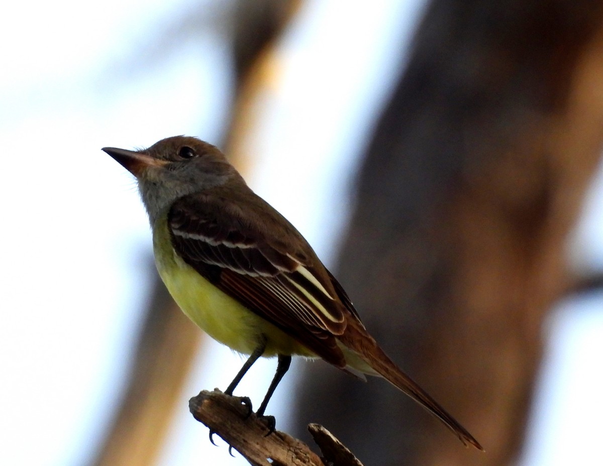 Great Crested Flycatcher - ML617139102