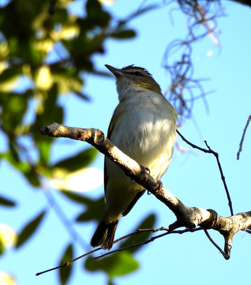 Vireo Ojirrojo - ML617139108