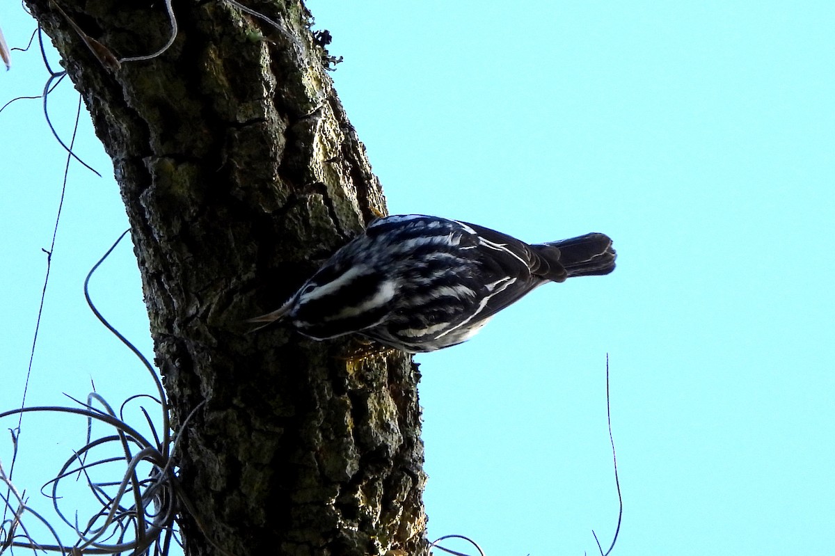 Black-and-white Warbler - ML617139126